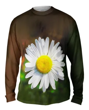 Garden Daisy Morning