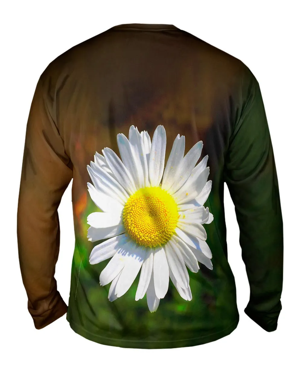 Garden Daisy Morning