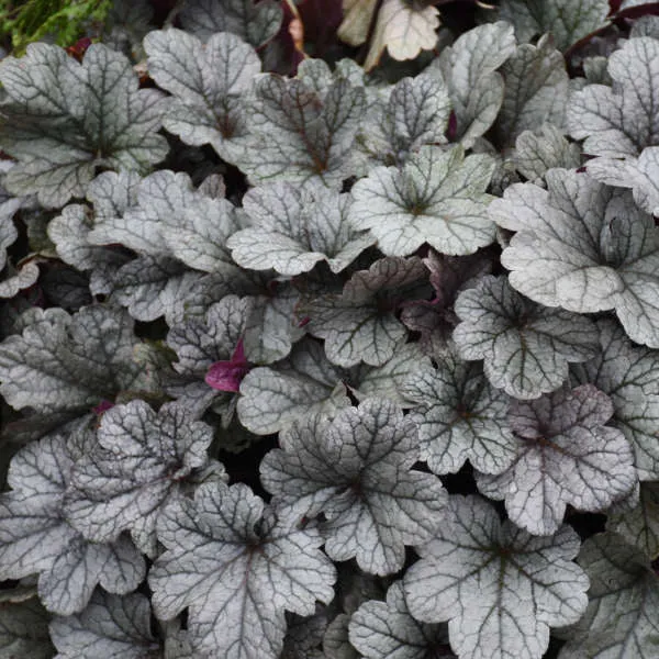 Heuchera Smoke and Mirrors #1