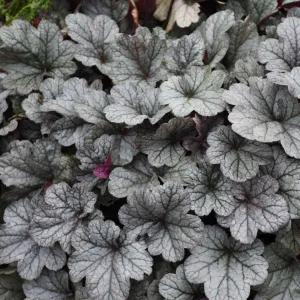 Heuchera Smoke and Mirrors #1